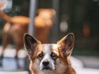 How To Keep Your Dog Mentally Stimulated